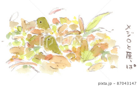 メジロ 水彩画 生き物 鳥のイラスト素材 - PIXTA