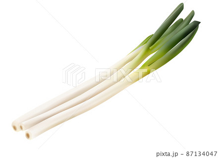 ねぎのイラスト素材集 ピクスタ ねぎのイラスト素材集 ピクスタ