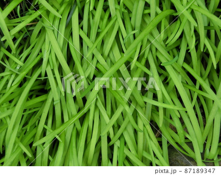 緑色の細長い葉 緑色の細長い葉 【公式通販】