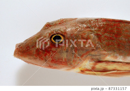 キミヨ 魚 海水魚の写真素材