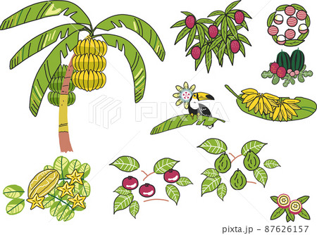 バナナの木のイラスト素材