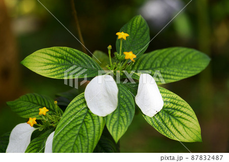 中国原産 花の写真素材