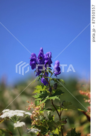 花 高山植物 ミヤマトリカブト 深山鳥兜の写真素材