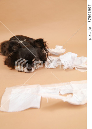 犬用トイレの写真素材