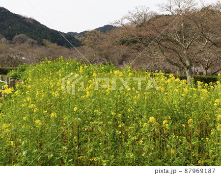 花畑 菜の花畑 明日香村 植物の写真素材