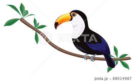 くちばし 鳥 黒 オニオオハシのイラスト素材 - PIXTA