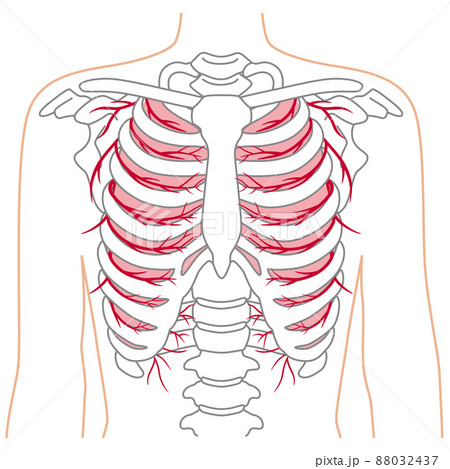 肋骨のイラスト素材
