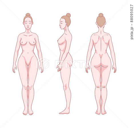 Breast shapes vector illustration