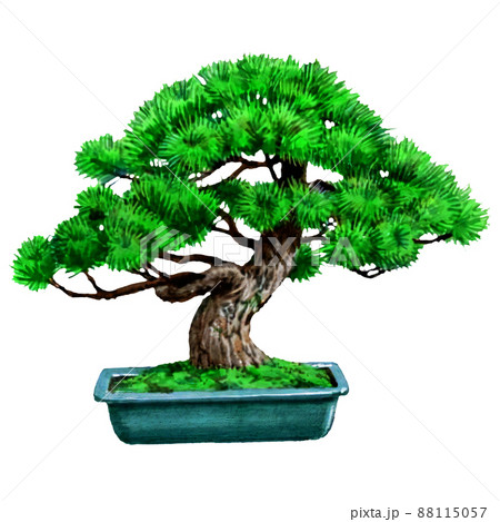 盆栽 水彩画 水彩 植物のイラスト素材 - PIXTA