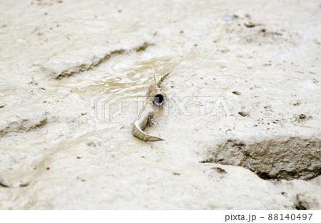 トントンミーの写真素材 - PIXTA