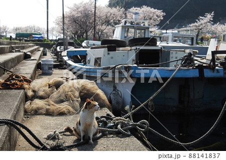 猫 沖島 動物 琵琶湖の写真素材