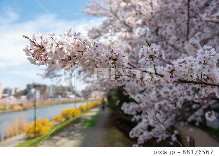 春色に染まる旧中川水辺公園の満開の桜