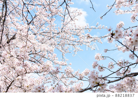 春、満開の桜と青空のイメージ