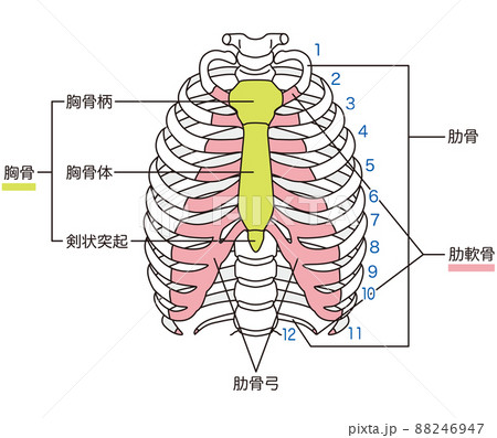 肋間神経痛のイラスト素材