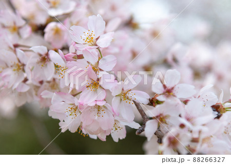 春のイメージ：サクラの花のクローズアップ