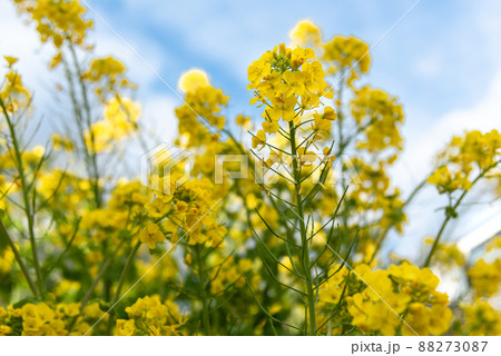 春のイメージ：青空をバックにした菜の花のクローズアップ