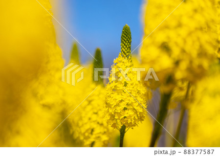 花 ブルビネラ フロリブンダ ブルビネラ 黄色の写真素材