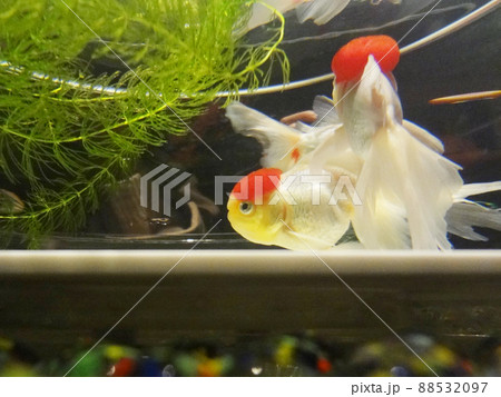 コブ金魚の写真素材