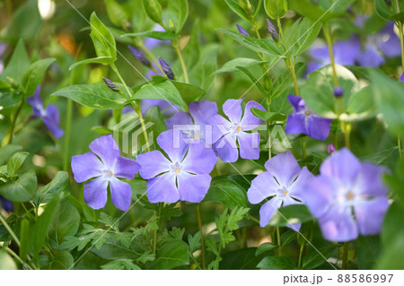 紫色のつる花の写真素材