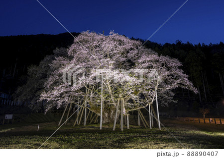 根尾谷淡墨桜の写真素材 - PIXTA