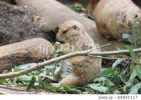 do prairie dogs climb