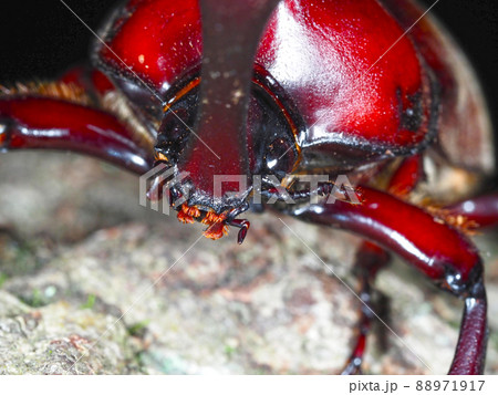 昆虫 カブトムシ 顔 アップの写真素材