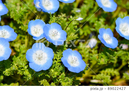 花 植物 青 ベビーブルーアイズの写真素材