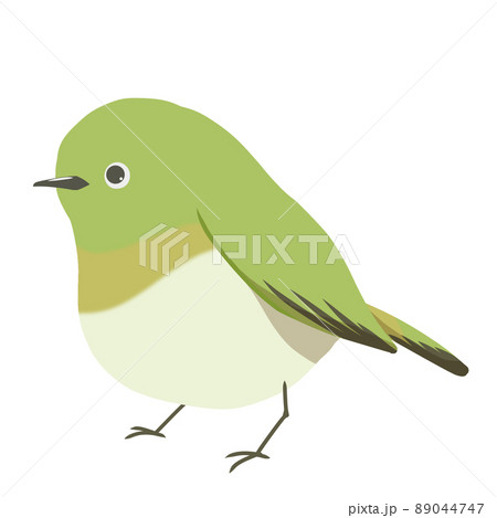 メジロのイラスト素材