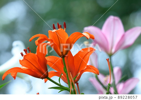 フランスの国花の写真素材