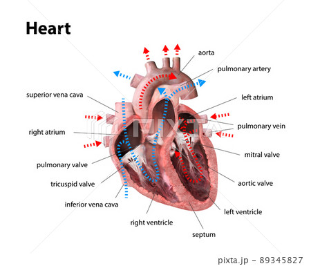 レバーのイラスト素材