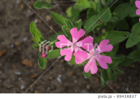 花 草花 フクロナデシコ 白の写真素材 - PIXTA
