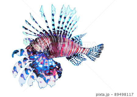 ネイチャーアート「ミノカサゴ」　水彩画 キリンミノカサゴ Dendrochirus zebra: uonofu 魚の譜