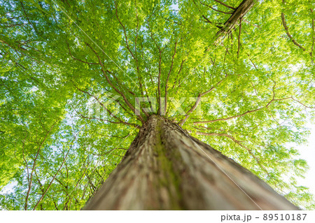 メタセコイア 木の写真素材 - PIXTA