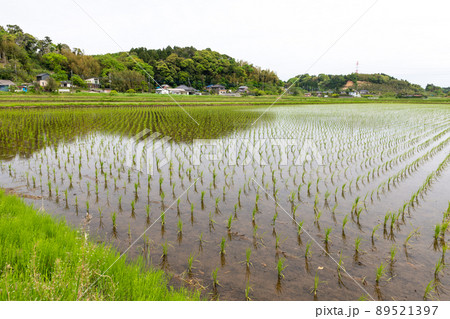 田植えを終えた水田のイメージ