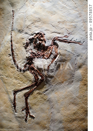 始祖鳥化石（レプリカ）の写真素材 [89578857] - PIXTA