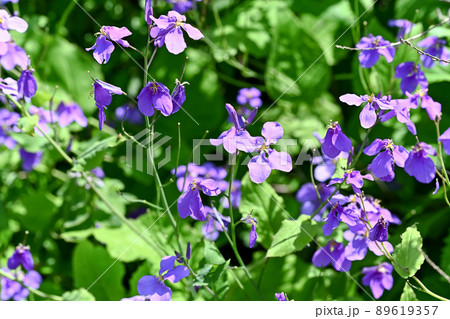 紫大根の花の写真素材