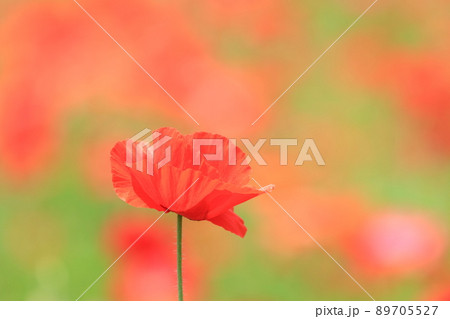 コクリコ 植物 花の写真素材