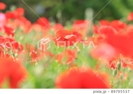 コクリコ 植物 花の写真素材