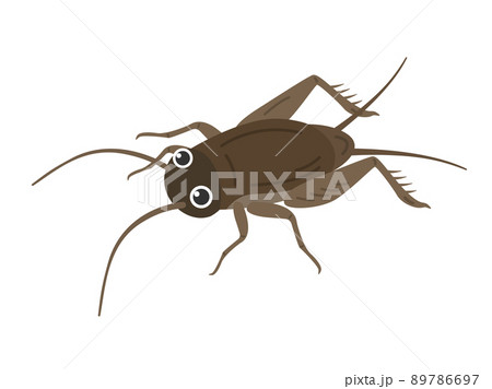 コオロギのイラスト素材