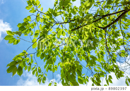 鮮やかな新緑の葉と青空と白い雲のイメージ