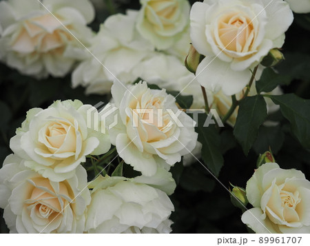 薔薇 エーデルワイスの写真素材 薔薇 エーデルワイスの写真素材