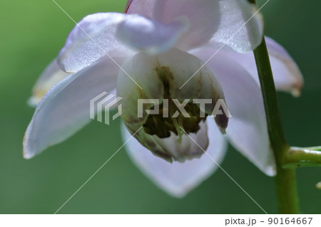 下向きに咲く花の写真素材