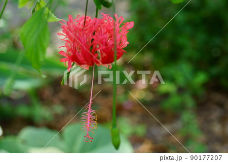 ふうりんぶっそうげの写真素材