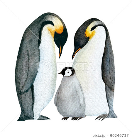 赤ちゃんペンギンの写真素材 - PIXTA