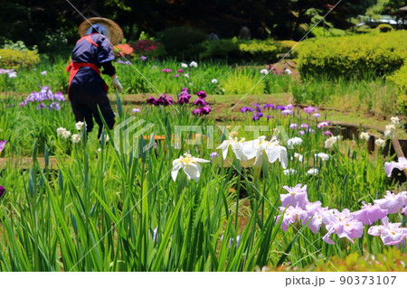 花摘み 町田 薬師池公園 花菖蒲の写真素材