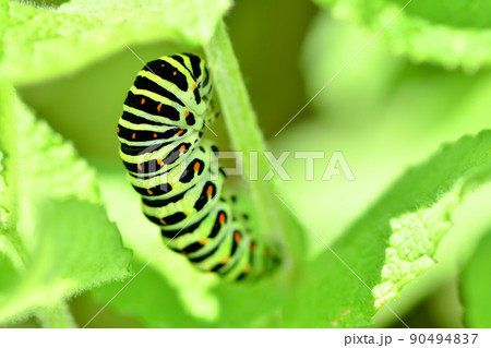 芋虫の写真素材