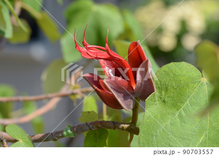 悪魔の花の写真素材