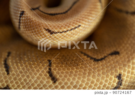 蛇 カッコいいの写真素材