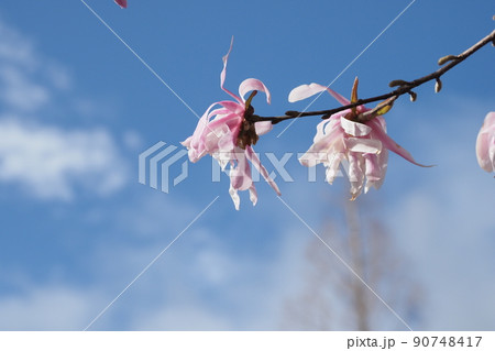 ひめこぶし 花の写真素材