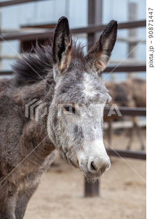 馬 ロバ ラバ 動物の写真素材